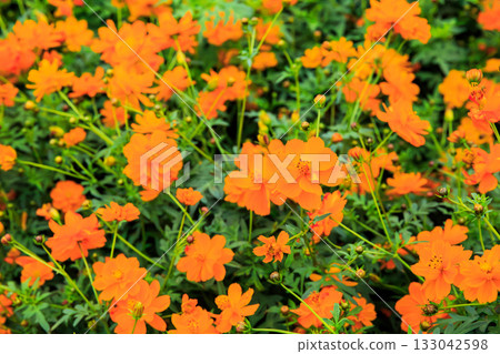 Kibanakosmos盛開 Kibanakosmos盛開 133042598