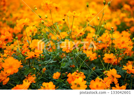 Kibanakosmos盛開 Kibanakosmos盛開 133042601