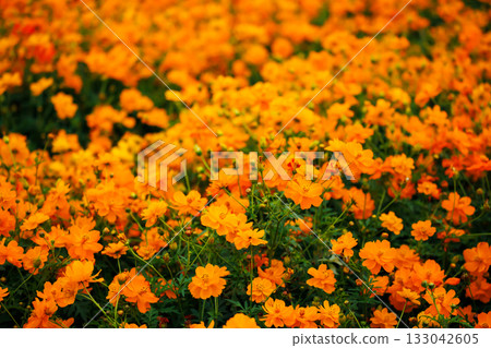 Kibanakosmos in full bloom Kibanakosmos in full bloom 133042605
