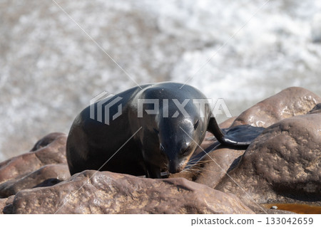 One seal emerging from the water 133042659