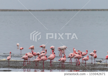 Flamingos near Walvis Bay 133042671