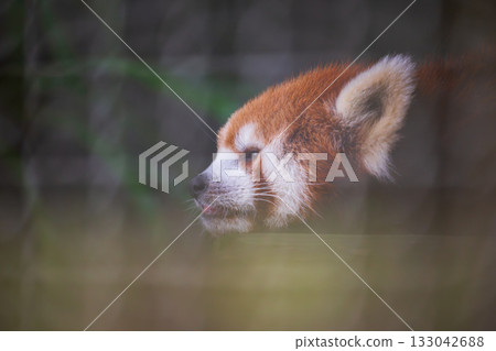 The adorable expressions of the red pandas at the zoo 133042688