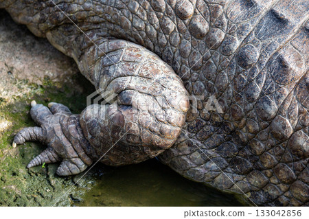 Close-up observation of an Indian alligator resting in the mud. Close-up observation of an Indian alligator resting in the mud. 133042856