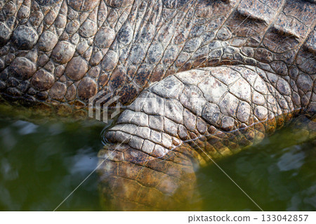 Close-up observation of an Indian alligator resting in the mud. 133042857