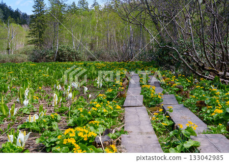 Marsh marigolds and skunk cabbages in the Yukomanbe Marsh at the foot of Mount Asahi, one of Hokkaido's 100 famous mountains Marsh marigolds and skunk cabbages in the Yukomanbe Marsh at the foot of Mount Asahi, one of Hokkaido's 100 famous mountains 133042985