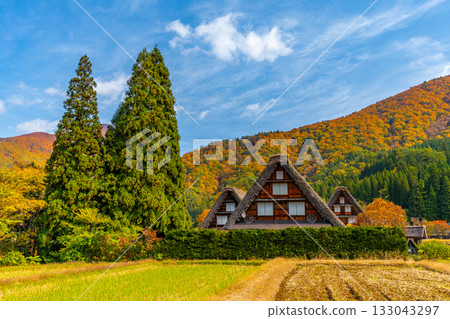 世界遺產 五簇山菅沼合掌造村 秋天 世界遺產 五簇山菅沼合掌造村 秋天 133043297
