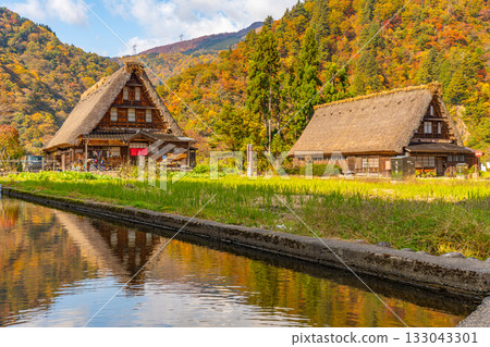 世界遺產 五簇山菅沼合掌造村 秋天 133043301