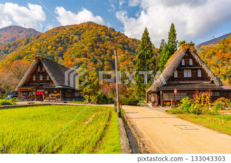 世界遺產 五簇山菅沼合掌造村 秋天 133043303
