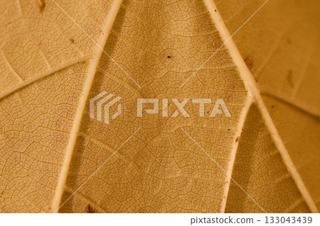 Detailed look at dry leaves with visible veins and patterns 133043439