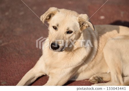 Light colored dog resting calmly on sunlit ground Light colored dog resting calmly on sunlit ground 133043441