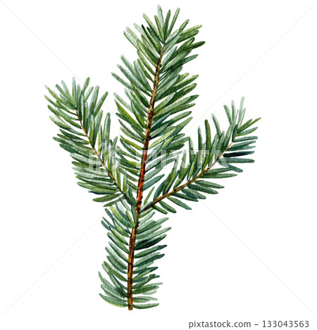 Watercolor pine branch green needles realistic spruce foliage winter plant illustration natural forest element for seasonal decor 133043563
