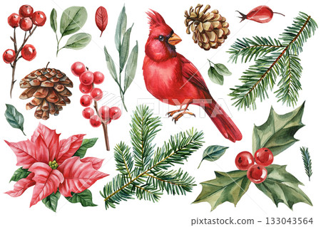 Watercolor red cardinal bird with pine branches berries holly leaves poinsettia cones festive winter botanical illustration set 133043564