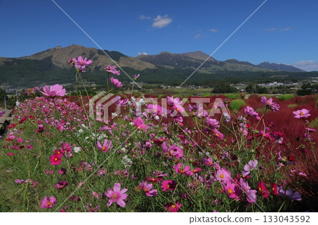 Mount Aso, Kochia and Cosmos Mount Aso, Kochia and Cosmos 133043592