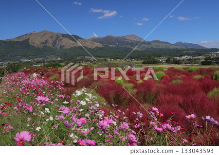 Mount Aso, Kochia and Cosmos 133043593