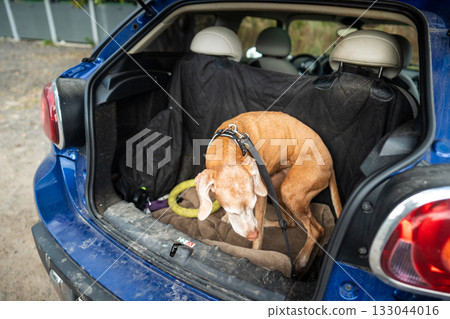 Sad dog tether to car trunk for ride home, rest on small blanket under pet, travel comfort 133044016