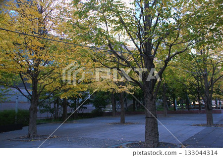 Autumn leaves 133044314