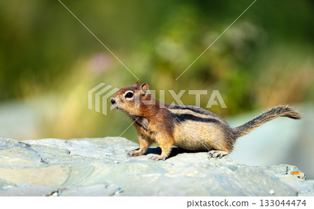 Close-up profile of a small chipmunk standing alert on a gray rock. The background is a soft green blur of foliage. Photographed in Glacier National Park on a sunny day Close-up profile of a small chipmunk standing alert on a gray rock. The background is a soft green blur of foliage. Photographed in Glacier National Park on a sunny day 133044474