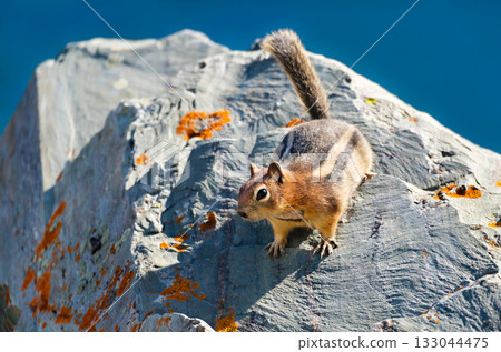 A close-up of a Golden-mantled Ground Squirrel on a rock with orange lichen. The deep blue of Saint Mary Lake is blurred in the background. Taken in Glacier National Park A close-up of a Golden-mantled Ground Squirrel on a rock with orange lichen. The deep blue of Saint Mary Lake is blurred in the background. Taken in Glacier National Park 133044475