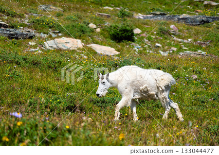 A white Mountain Goat walks through a green alpine meadow at Logan Pass in Glacier National Park, Montana. The goat is grazing on grass and wildflowers on a sunny summer day 133044477
