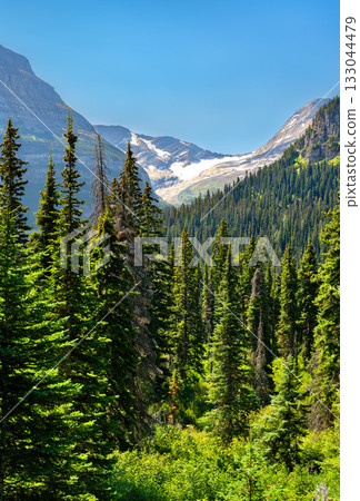 Vertical view of the Rocky Mountains in Glacier National Park, Montana. Jackson Glacier is visible in the distance, rising above a dense green pine forest under a clear blue sky 133044479
