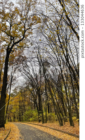Autumn view of a park path with fallen yellow leaves leading through tall trees and bare branches Autumn view of a park path with fallen yellow leaves leading through tall trees and bare branches 133044636