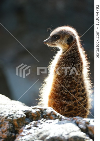 貓鼬站立 133044792