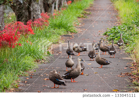 藤枝市（靜岡縣）花梨川沿岸盛開的彼岸花和鴨子。 133045111