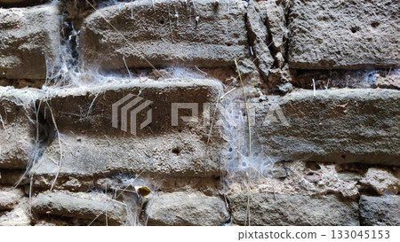 Spider web on ancient stone wall of Rohtas Fort Spider web on ancient stone wall of Rohtas Fort 133045153