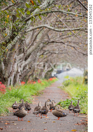 A view of blooming red spider lilies and ducks along the Hanashi River in Fujieda City (Shizuoka Prefecture) 133045162