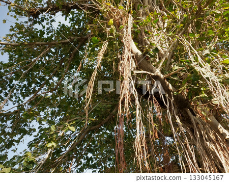 Ancient banyan tree with long aerial roots hanging gracefully symbolizing strength endurance and connection to nature Ancient banyan tree with long aerial roots hanging gracefully symbolizing strength endurance and connection to nature 133045167