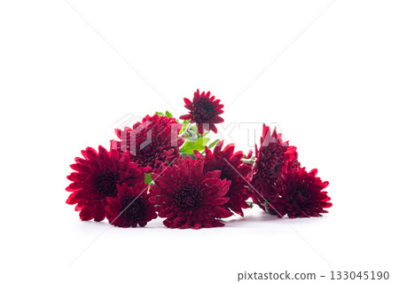 Fresh red chrysanthemums with green leaves on white surface 133045190
