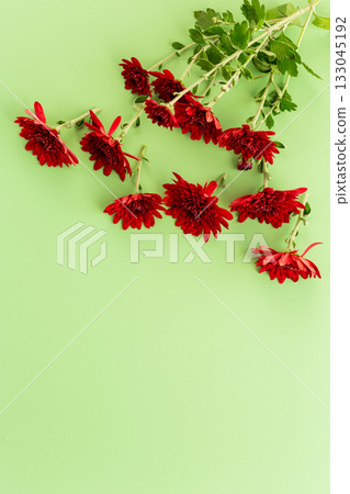 Fresh red chrysanthemums arranged on light green pastel background 133045192