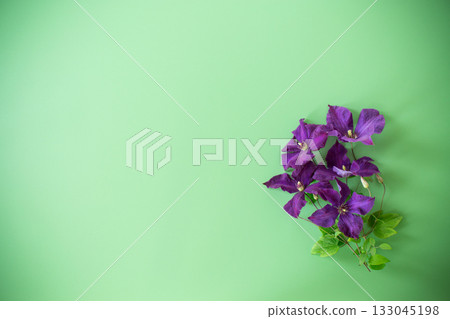 green background with clematis branch and space for text green background with clematis branch and space for text 133045198