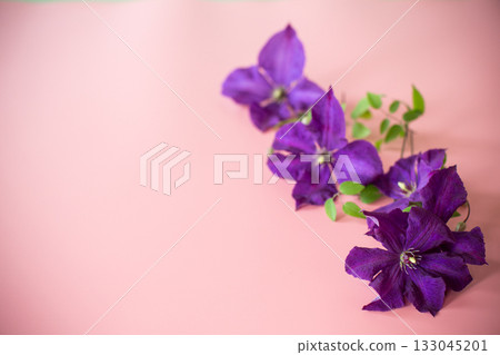 holiday card with clematis and blank space on pink background 133045201