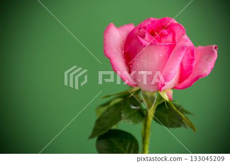 Single pink rose on green background isolated Single pink rose on green background isolated 133045209