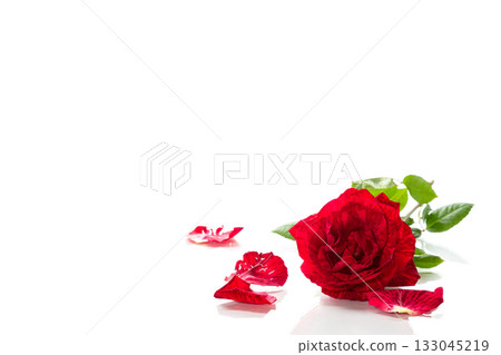 Fresh red rose petals on white background Fresh red rose petals on white background 133045219
