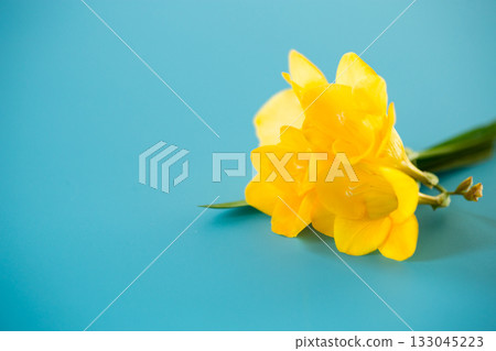 Macro shot of yellow flower on blue background 133045223