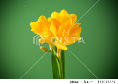 Close-up of yellow freesia flower on green background 133045225