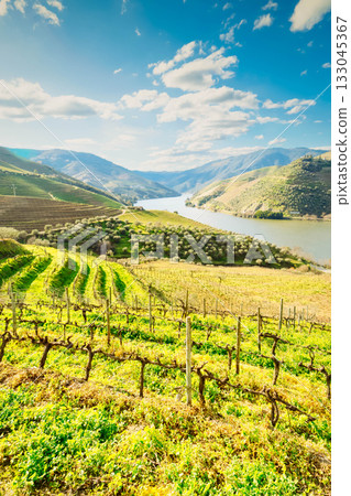 Douro wine valley 133045367