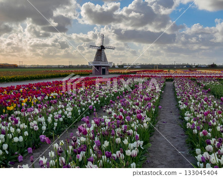 one dutch windmill over tulips one dutch windmill over tulips 133045404
