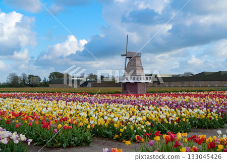 one dutch windmill over tulips one dutch windmill over tulips 133045426