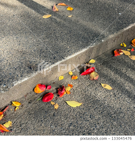 陽光下的落葉 133045476
