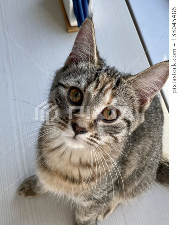 Portrait of a cute tabby cat with big amber eyes sitting by the window in natural light. 133045486