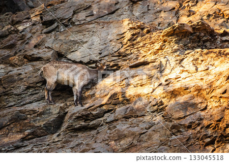 Wild mountain goat climbing a steep rocky cliff, demonstrating balance and strength in its natural habitat. 133045518