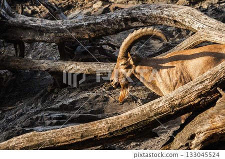 Male Nubian ibex with large curved horns standing among dry tree trunks on rocky terrain. 133045524