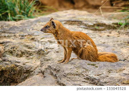 Yellow mongoose sitting on a rock and looking attentively to the side in its natural outdoor habitat. Yellow mongoose sitting on a rock and looking attentively to the side in its natural outdoor habitat. 133045528