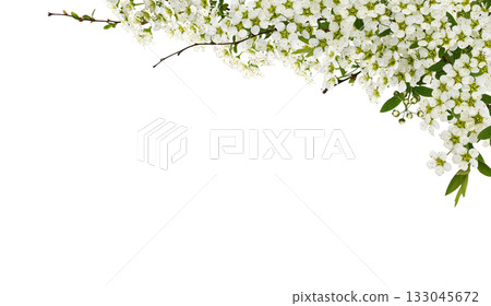 Beautiful spring twigs of spiraea flowers for corner floral arrangement isolated on white 133045672