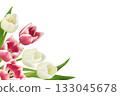 Pink and white tulip flowers in a corner floral arrangement isolated on white 133045678