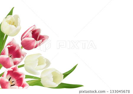 Pink and white tulip flowers in a corner floral arrangement isolated on white 133045678