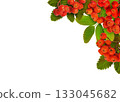 Autumn green leaves of rowanberry tree with berries in a corner arrangement isolated on white 133045682